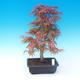 Venkovní bonsai - Acer palm. Atropurpureum-Javor dlanitolistý červený - 1/3