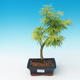 Venkovní bonsai - Pseudolarix amabilis - Pamodřín - 1/2