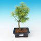 Venkovní bonsai - Pseudolarix amabilis - Pamodřín - 1/2