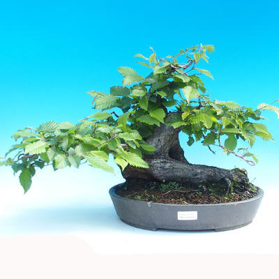 Venkovní bonsai - Habr obecný - 1