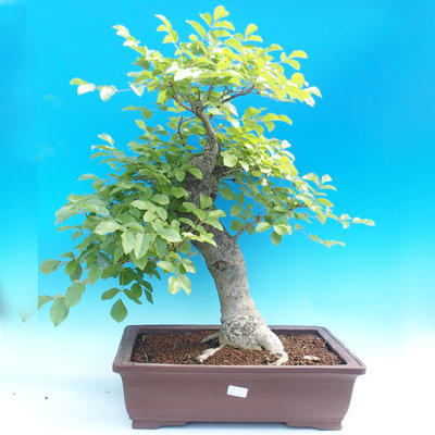Venkovní bonsai - Fraxinus - Jasan Horský - 1