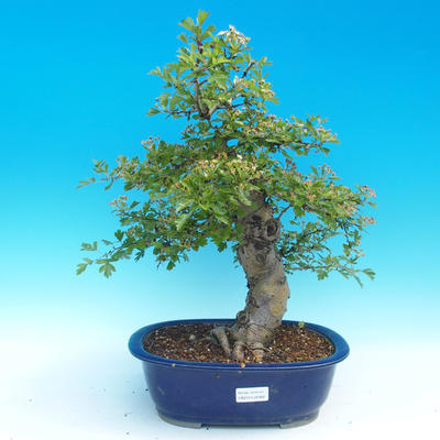 Venkovní bonsai - Hloh jednosemený - 1