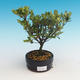 Venkovní bonsai - Rhododendron sp. - Azalka růžová - 1/2