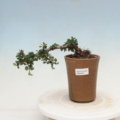 Venkovní bonsai - Cotoneaster horizontalis - Skalník