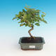 Venkovní bonsai - Malus halliana -  Maloplodá jabloň - 1/4