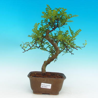 Pokojová bonsai - Pepřovník PB216649 - 1