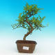 Pokojová bonsai - Pepřovník PB216649 - 1/4
