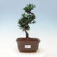 Pokojová bonsai - Podocarpus - Kamenný tis - 1/4