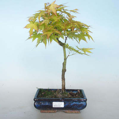 Acer palmatum Aureum - Javor dlanitolistý zlatý VB2020-649 - 1