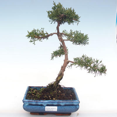Venkovní bonsai - Juniperus chinensis -Jalovec čínský VB2020-64