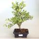 Pokojová bonsai - Ilex crenata - Cesmína PB2201164 - 1/2