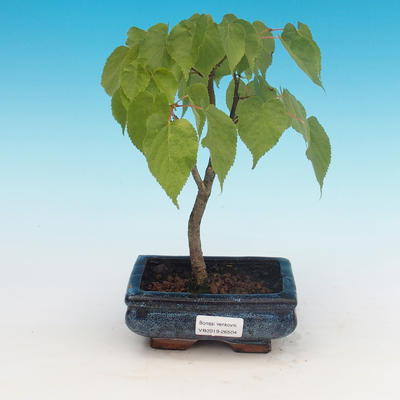 Venkovní bonsai - Lípa srdčitá - 1