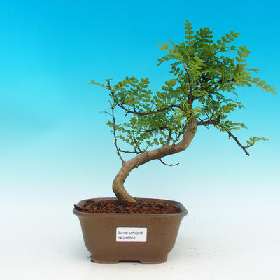 Pokojová bonsai - Pepřovník PB216652 - 1
