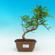 Pokojová bonsai - Pepřovník PB216652 - 1/4