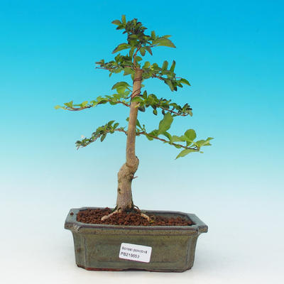 Pokojová bonsai - Duranta PB216653 - 1