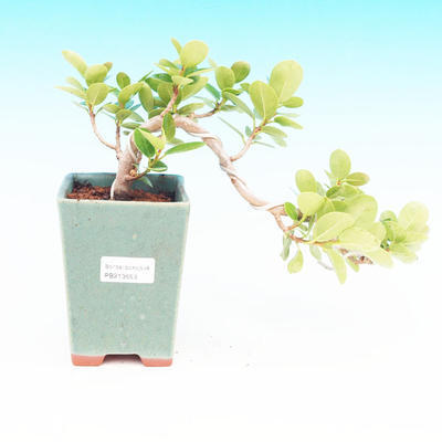 Pokojová bonsai -Fíkus panda PB213653 - 1