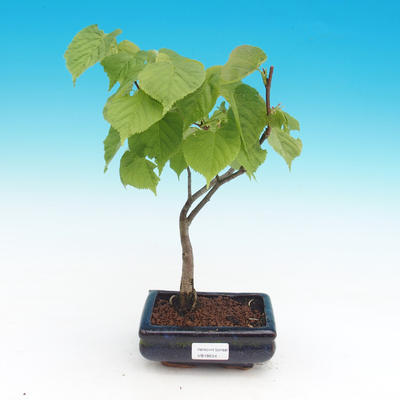 Venkovní bonsai - Tilia cordata - Lípa srdčitá