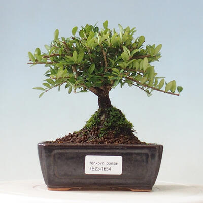 Venkovní bonsai-Lonicera nitida -Zimolez