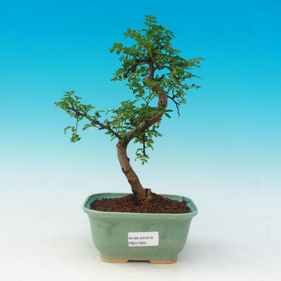 Pokojová bonsai - Pepřovník - 1