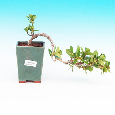 Pokojová bonsai -Fíkus panda PB213655 - 1