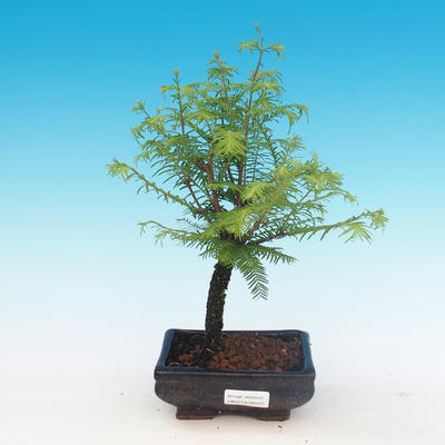 Venkovní bonsai - Tisovec dvouřadý - 1