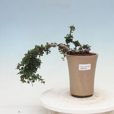 Venkovní bonsai - Cotoneaster horizontalis - Skalník