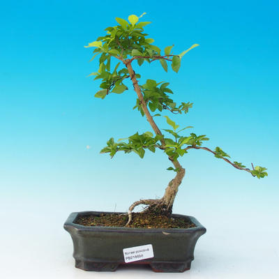 Pokojová bonsai - Duranta PB216656 - 1