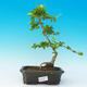 Pokojová bonsai - Duranta PB216656 - 1/3