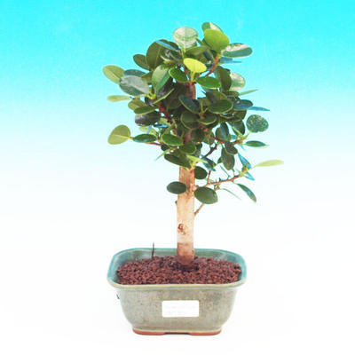 Pokojová bonsai -Fíkus panda PB213656 - 1