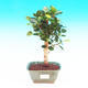 Pokojová bonsai -Fíkus panda PB213656 - 1/2
