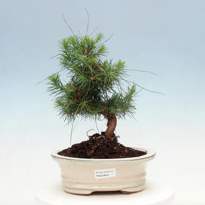 Pokojová bonsai-Pinus halepensis-Borovice alepská - 1