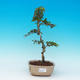 Pokojová bonsai - Duranta PB216657 - 1/3