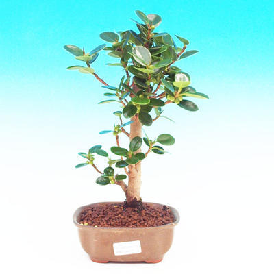 Pokojová bonsai -Fíkus panda PB213657 - 1