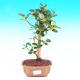 Pokojová bonsai -Fíkus panda PB213657 - 1/2