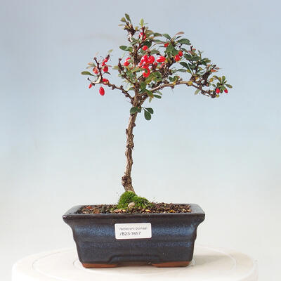 Venkovní bonsai - Berberis thunbergii - Dřištál - 1