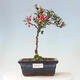 Venkovní bonsai - Berberis thunbergii - Dřištál - 1/2