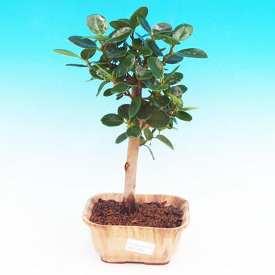 Pokojová bonsai -Fíkus panda PB213658 - 1