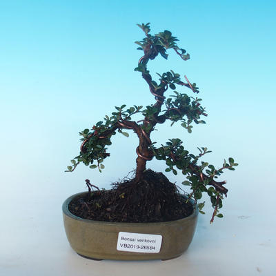 Venkovní bonsai-Cotoneaster horizontalis-Skalník - 1