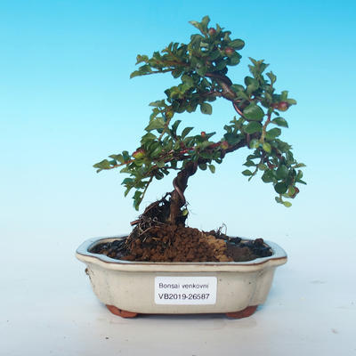Venkovní bonsai-Cotoneaster horizontalis-Skalník - 1