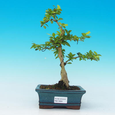 Pokojová bonsai - Duranta PB216659 - 1