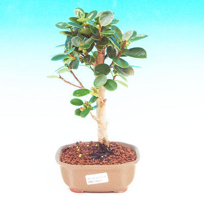 Pokojová bonsai -Fíkus panda PB213659 - 1
