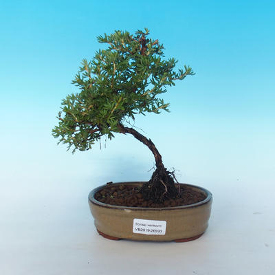 Venkovní bonsai-Mochna křovitá - Dasiphora fruticosa žlutá - 1