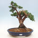 Vonkajšie bonsai - Juniperus chinensis -Jalovec čínsky - 1/6
