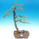 Venkovní bonsai - Larix decidua - Modřín opadavý - 1/2