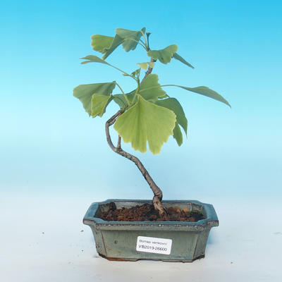 Venkovní bonsai-Ginkgo Biloba