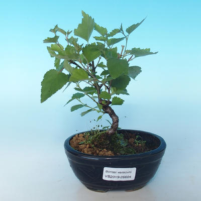 Venkovní bonsai - Betula verrucosa - Bříza bělokorá