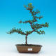 Pokojová bonsai Hvězdice levandulová PB21661 - 1/4
