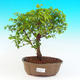 Pokojová bonsai - Sagerécie čajová PB215661 - 1/4