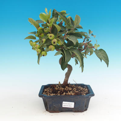 Venkovní bonsai -Malus halliana - Maloplodá jabloň - 1