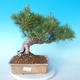 Pinus thunbergii - Borovice thunbergova - 1/5